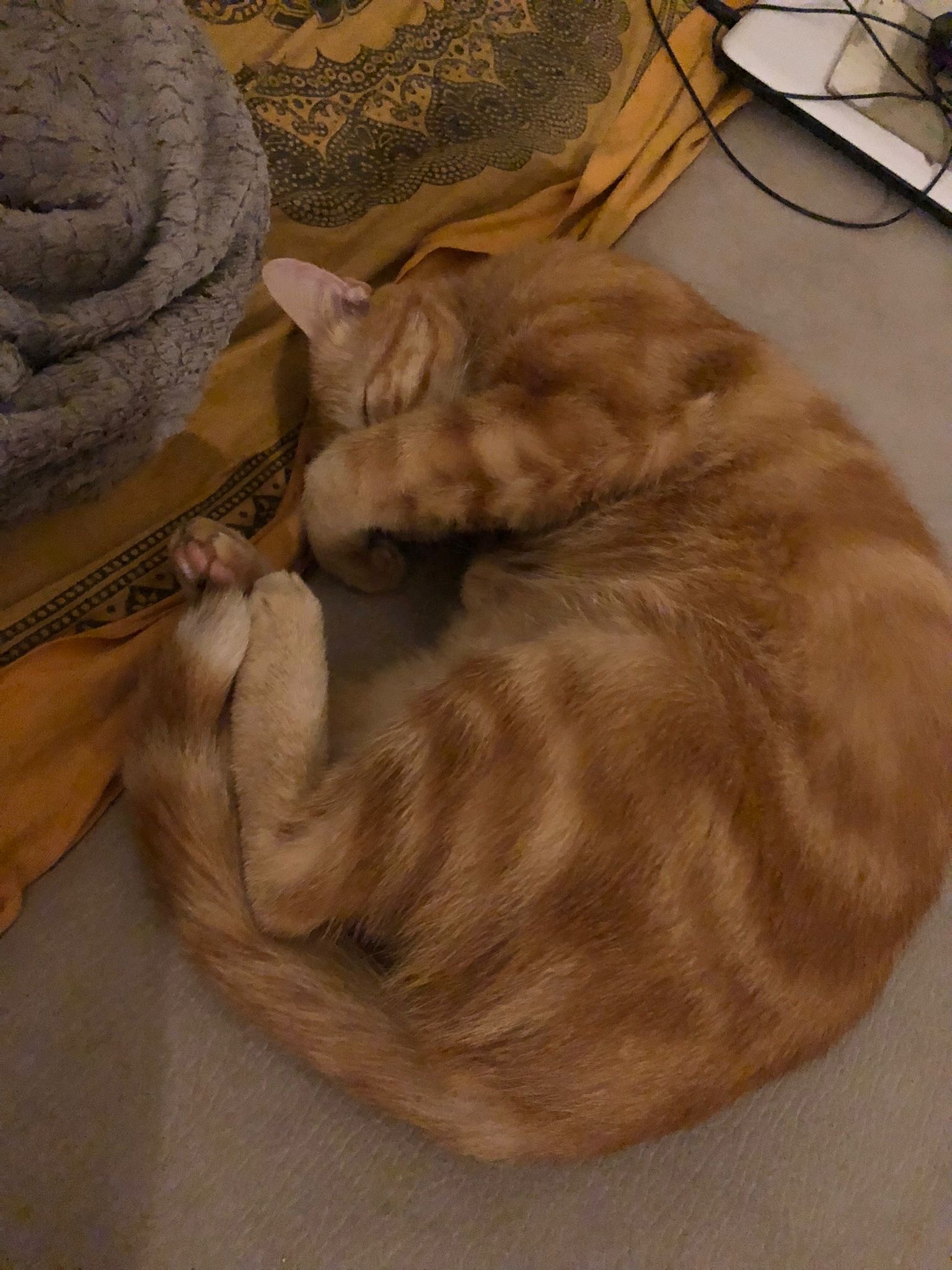 Profil de Claudel, 18 ans, Libertine à Saint-Ours