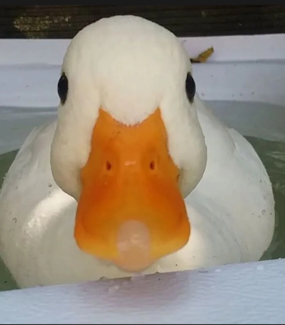 Profil de Radhouan, 19 ans, Libertine à McKellar