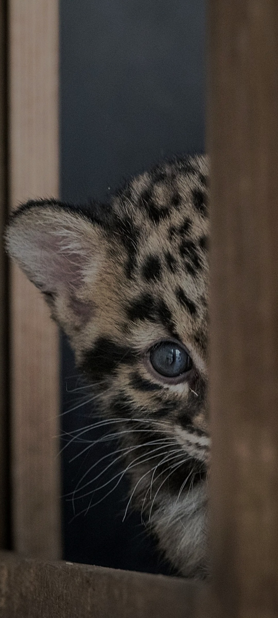 Profil de Myrto, 39 ans, Libertine à Hafford